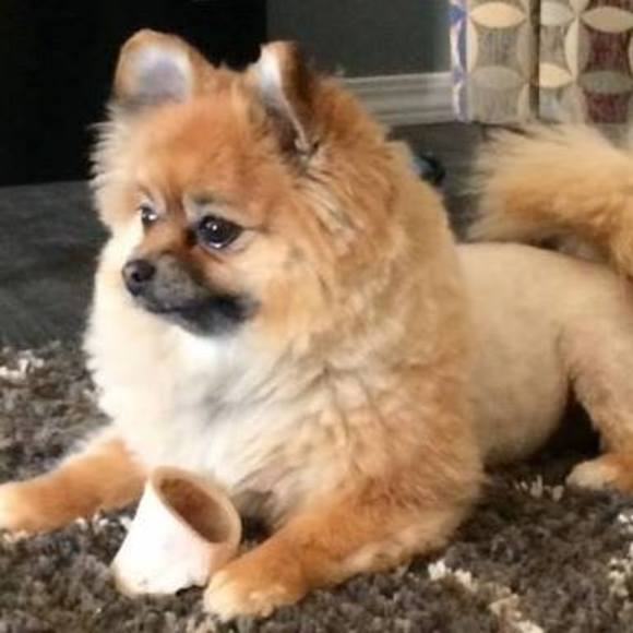 Meet your Posher, Nancy - Picture 1 of 1